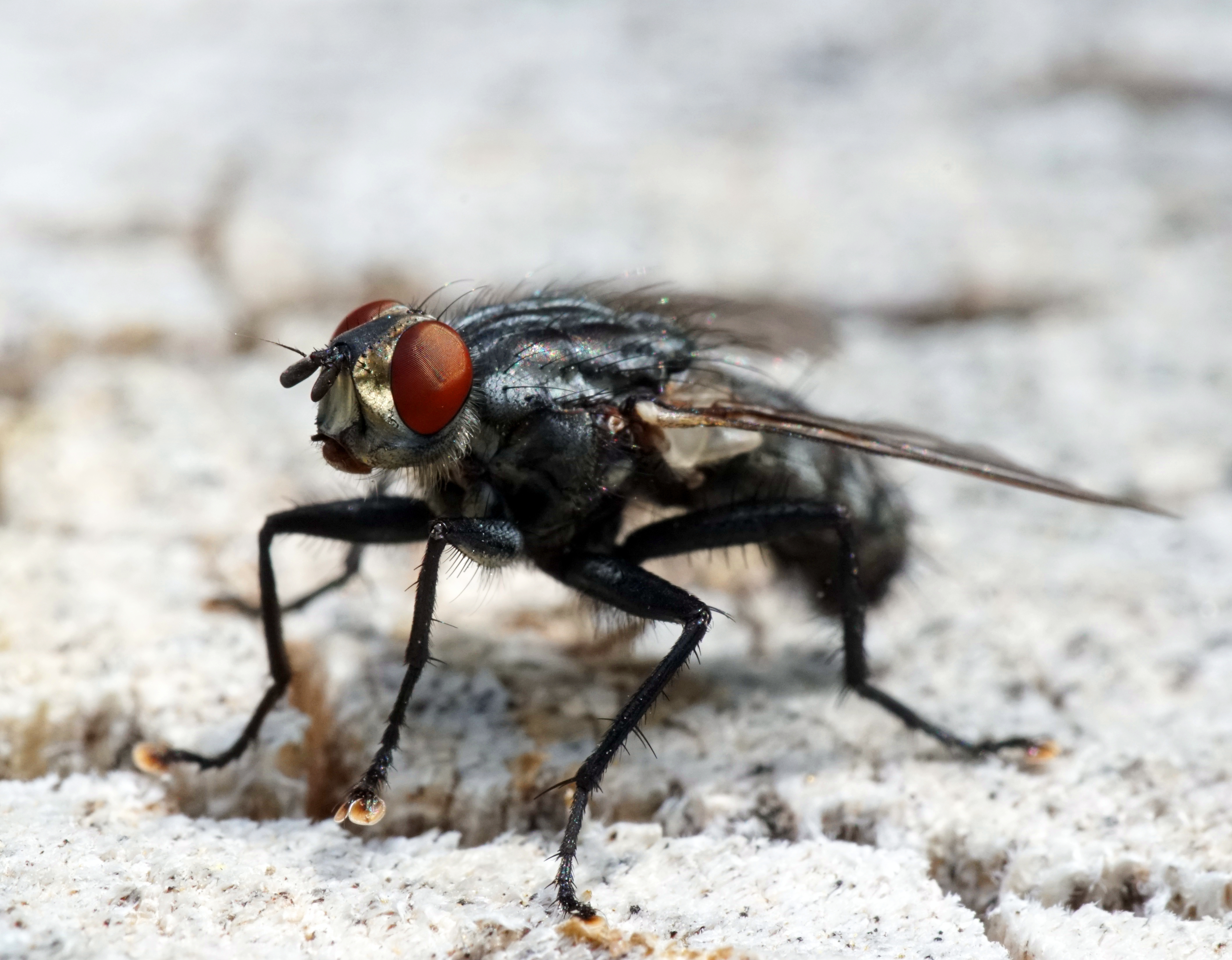 Cómo ahuyentar moscas: 5 remedios caseros para deshacerse de estos insectos