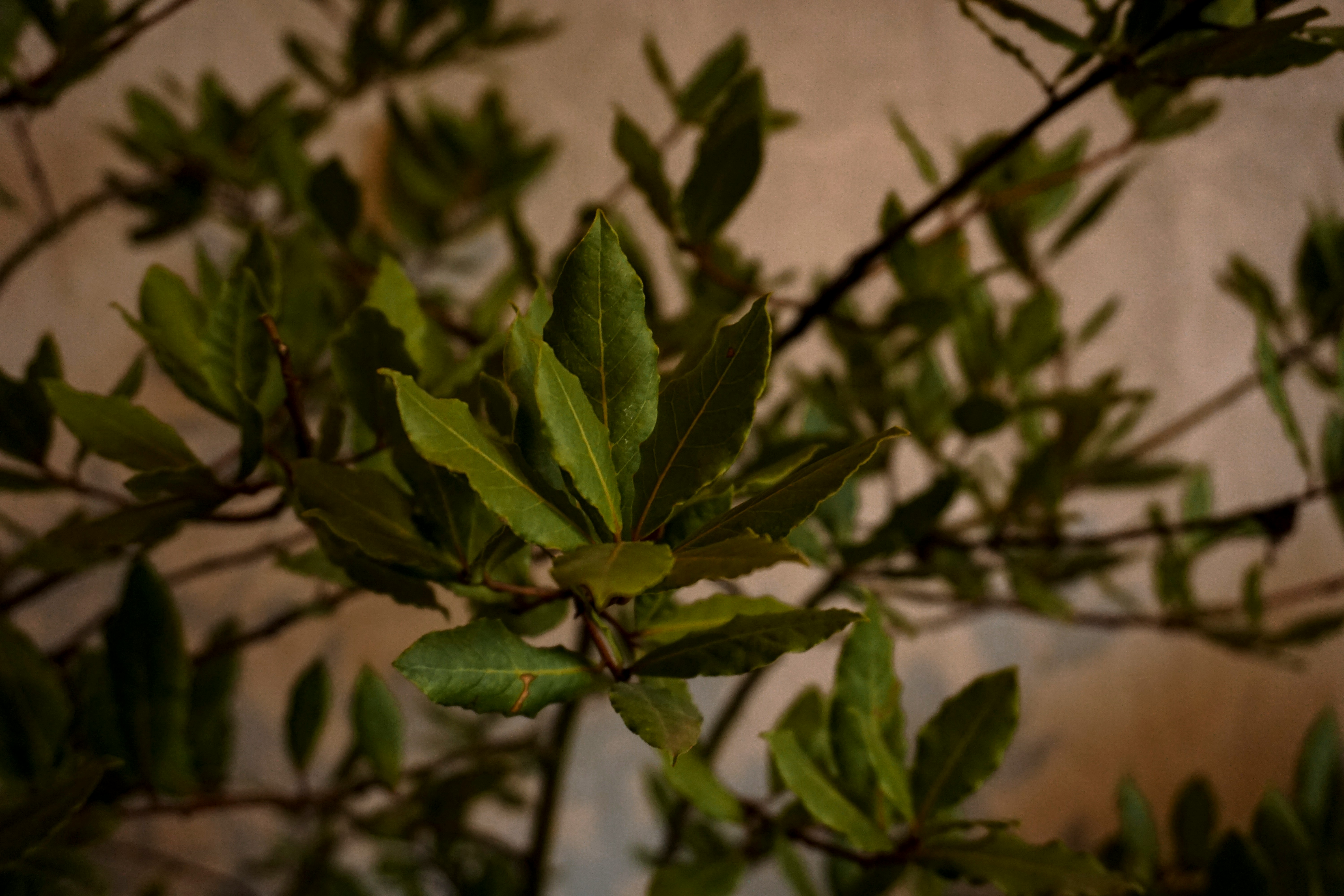 Para qué sirve la hoja de laurel: cuáles son sus propiedades y beneficios para la salud
