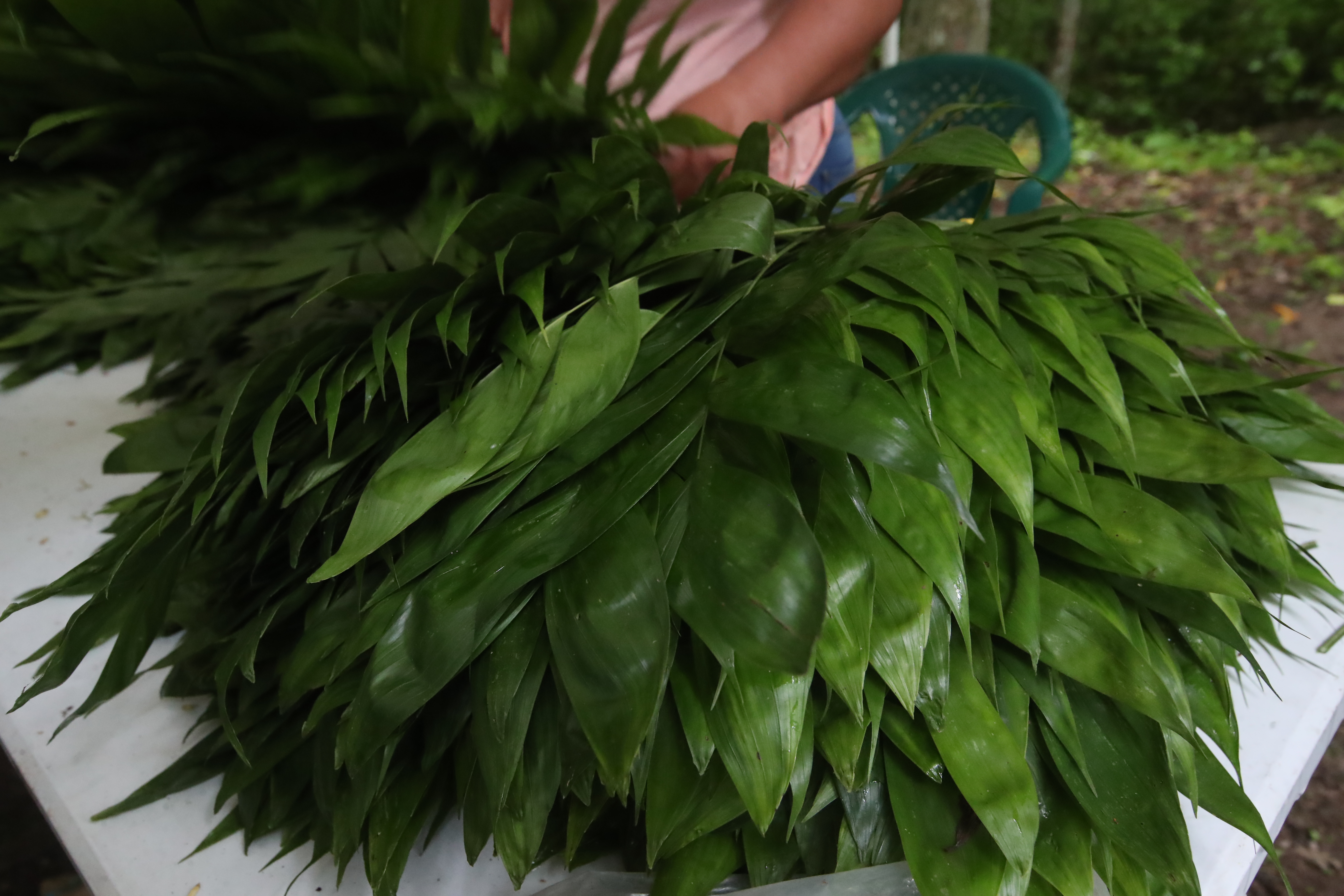 El xate, una hoja de palma ornamental del género Chamaedorea, es una de las actividades económicas más importantes de Uaxactún. Los "xateros" recorren grandes distancias en la selva para recolectar hojas de palma de manera sostenible, exportándolas a floristas en Estados Unidos y Europa. (Foto Prensa Libre: Byron Rivera Baiza)