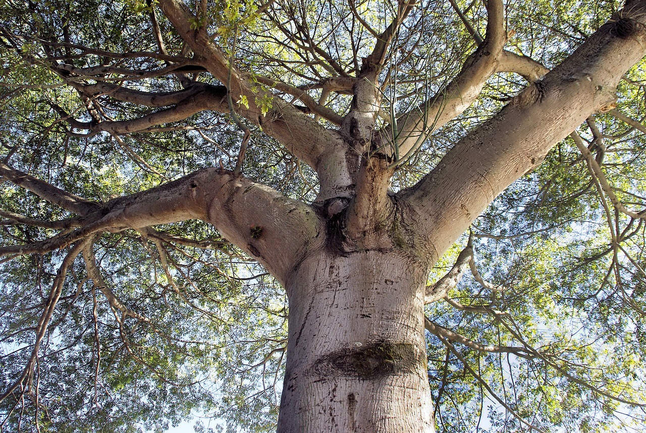Sacerdotes mayas y funcionarios indagan caída de una ceiba gigante en un cenote en México