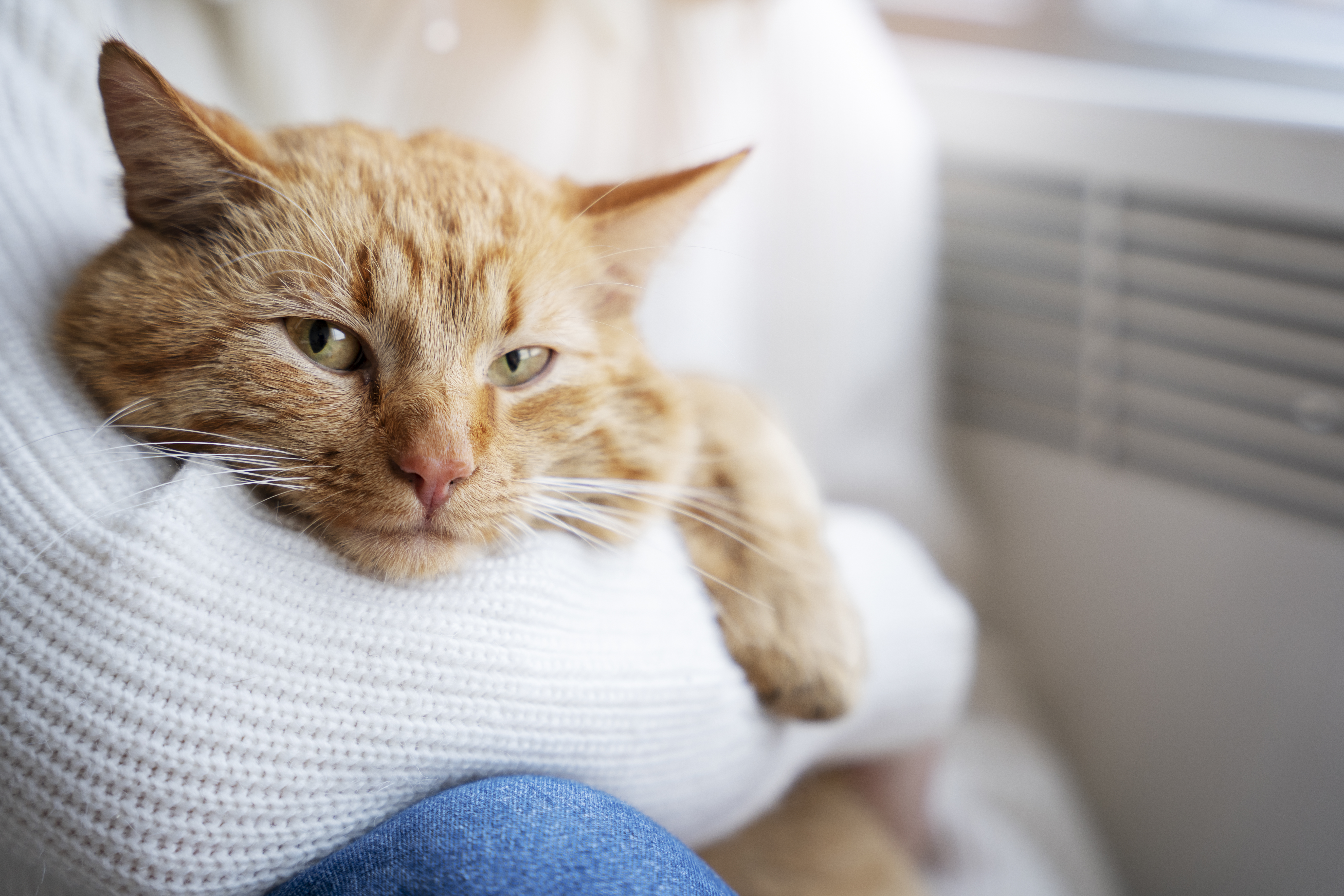 Cómo saber si un gato tiene fiebre en cuatro pasos