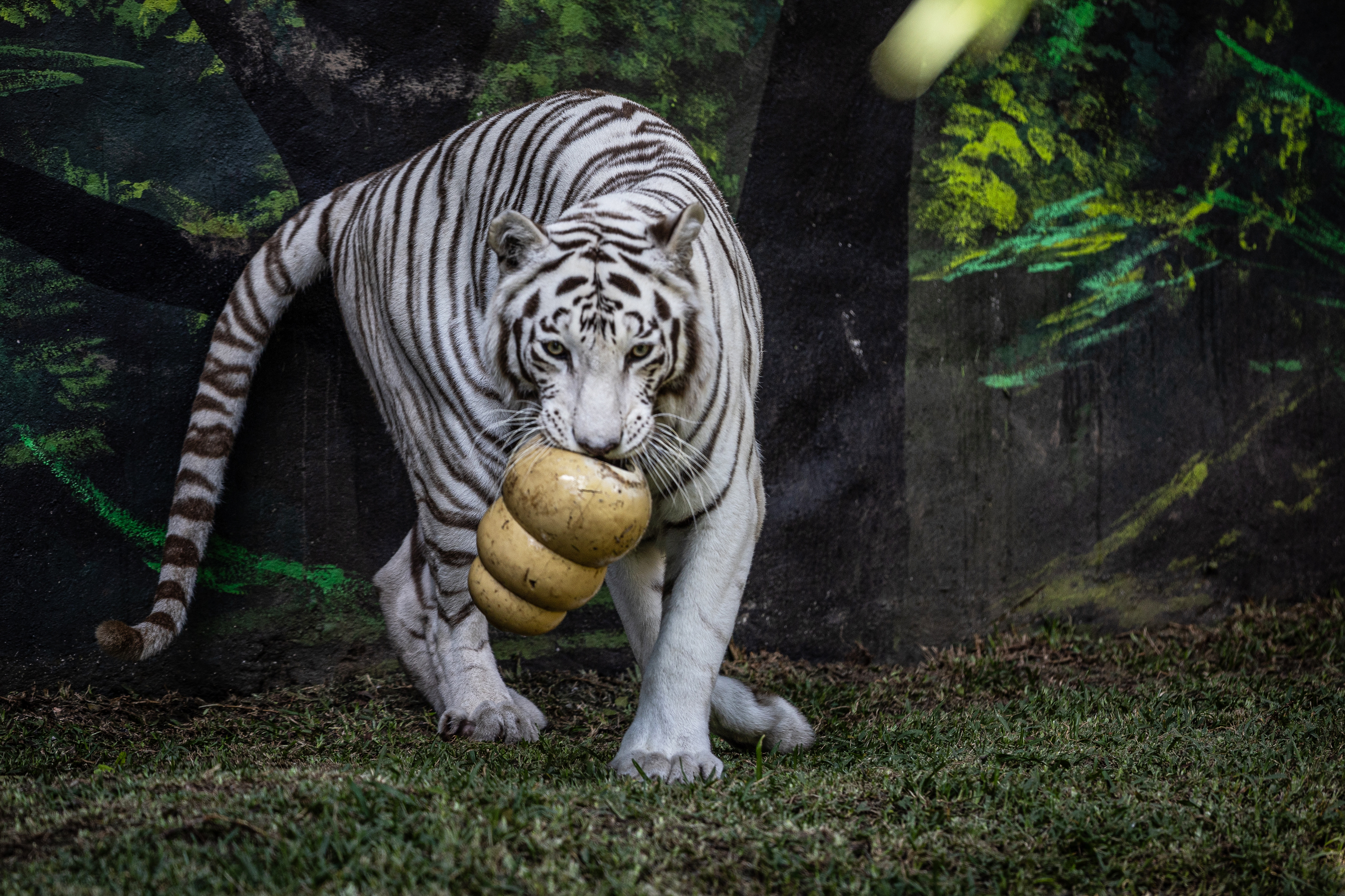 AME675. CIUDAD DE GUATEMALA (GUATEMALA), 24/10/2024.- La tigresa de bengala Romina, camina en el nuevo recinto del zoológico La Aurora, en la Ciudad de Guatemala, (Guatemala). El zoológico La Aurora de Guatemala presentó este jueves el nuevo santuario para los dos tigres de bengala que residen en ese parque desde hace más de una década. EFE/ David Toro