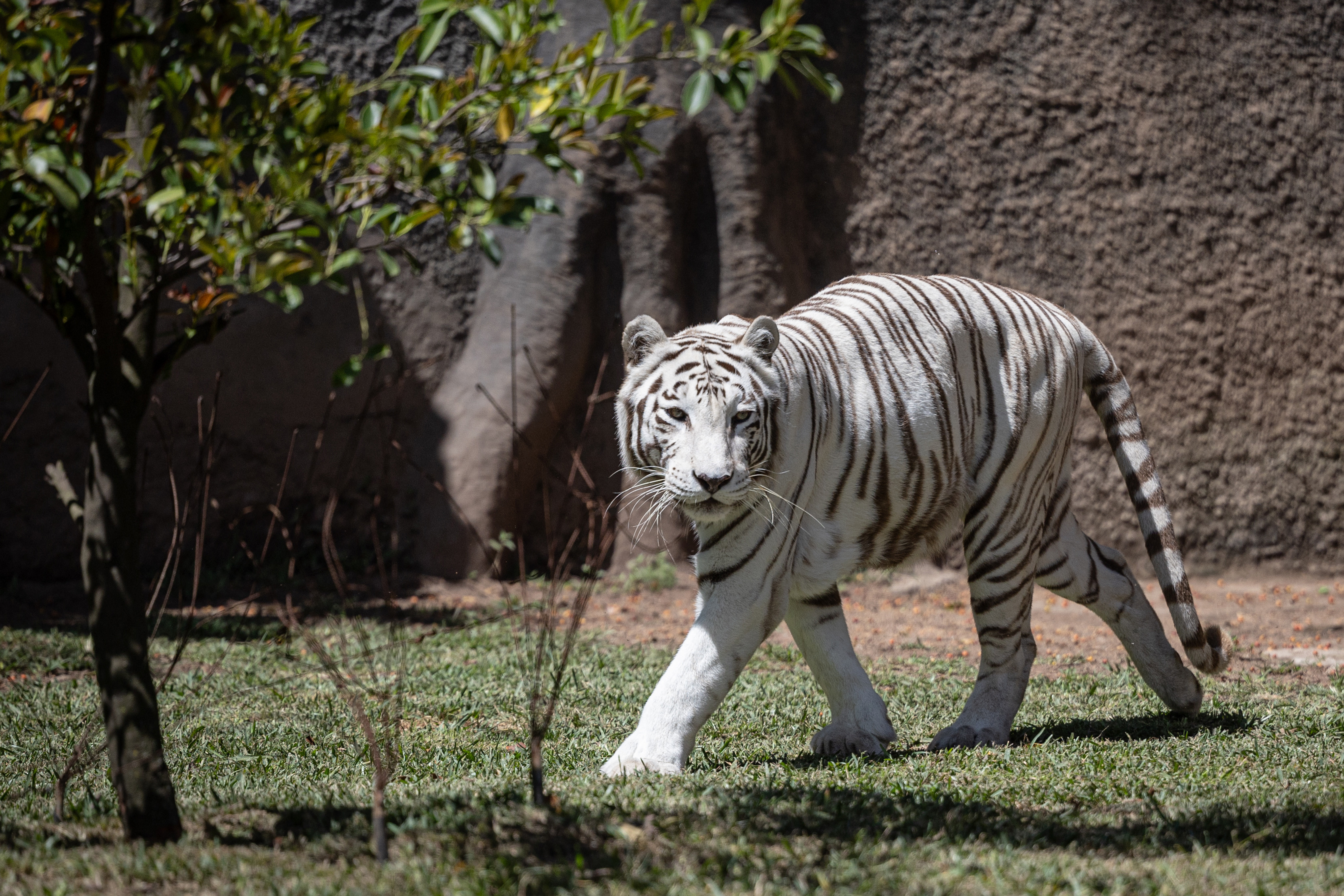 Muere Romina, la tigresa de Bengala que cautivó a visitantes en el Zoológico La Aurora