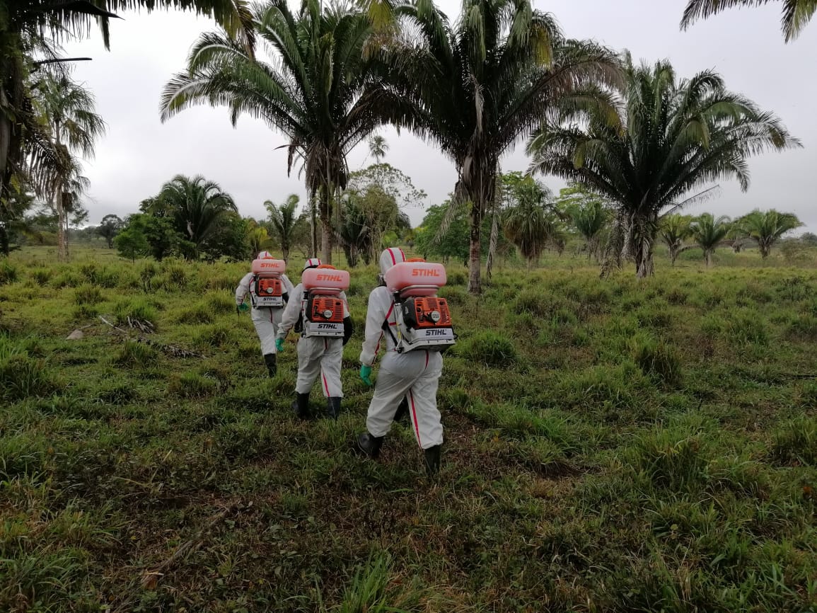 MAGA fumiga áreas donde hay presencia de langosta centroamericana