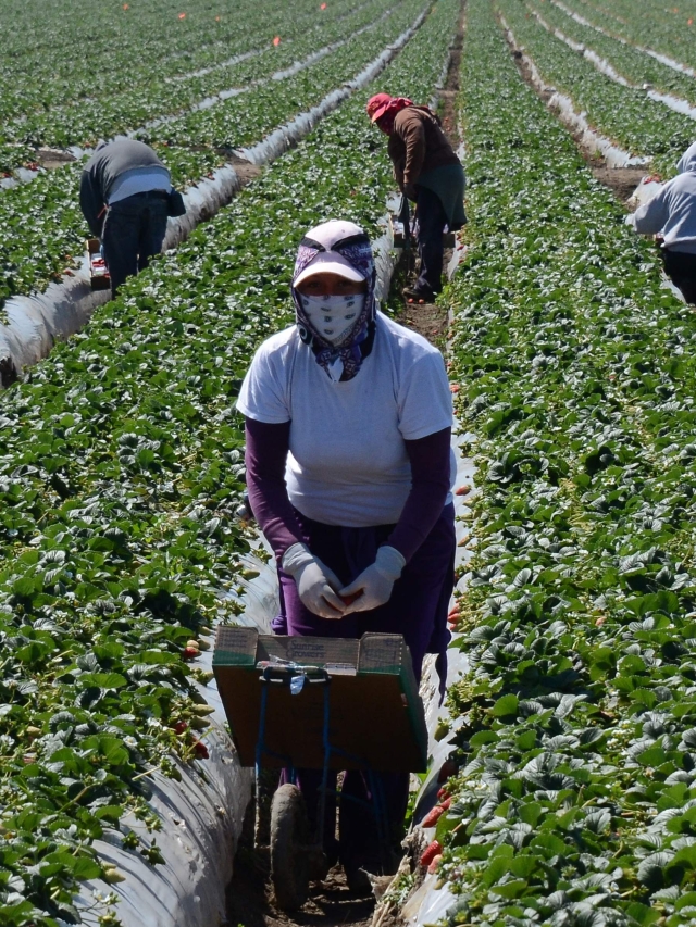El ingreso de divisas por remesas familiares está respaldado por la solidez del mercado laboral de EE. UU., particularmente en el segmento del empleo hispano, según un informe oficial. (Foto Prensa Libre: AFP)