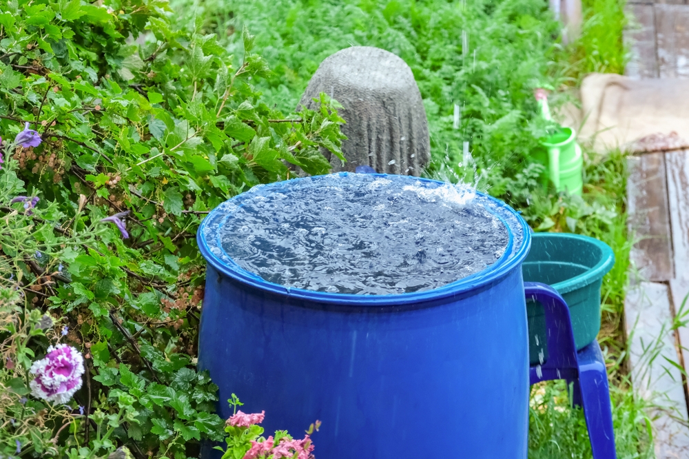 Un barril azul para recoger agua de lluvia. Recolección de agua de lluvia en un recipiente de plástico. Recolección de agua de lluvia para regar el jardín. Recolección ecológica de agua para riego de cultivos.