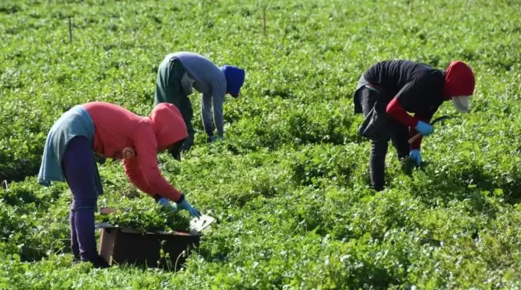 Gobierno oficializa tabla de salario mínimo con error y debe enmendarlo con nueva publicación