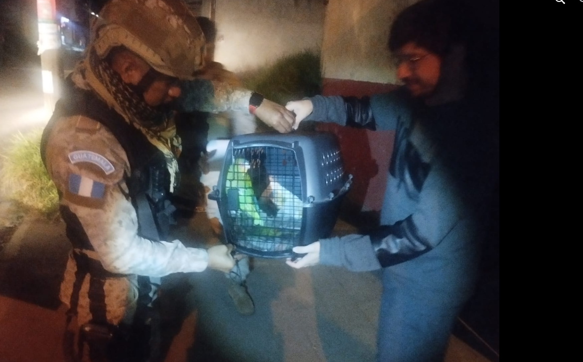 Rescatan loro de cabeza azul en Xela y quedará bajo resguardo del Conap