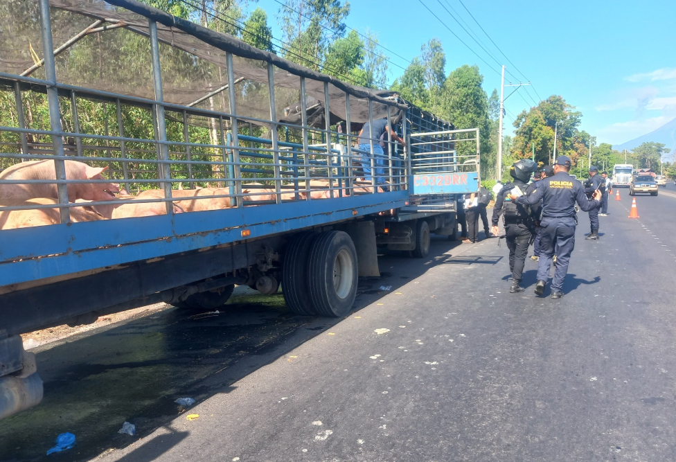 PNC detalla cómo delincuentes robaron un camión cargado con cerdos valorados en más de Q100 mil