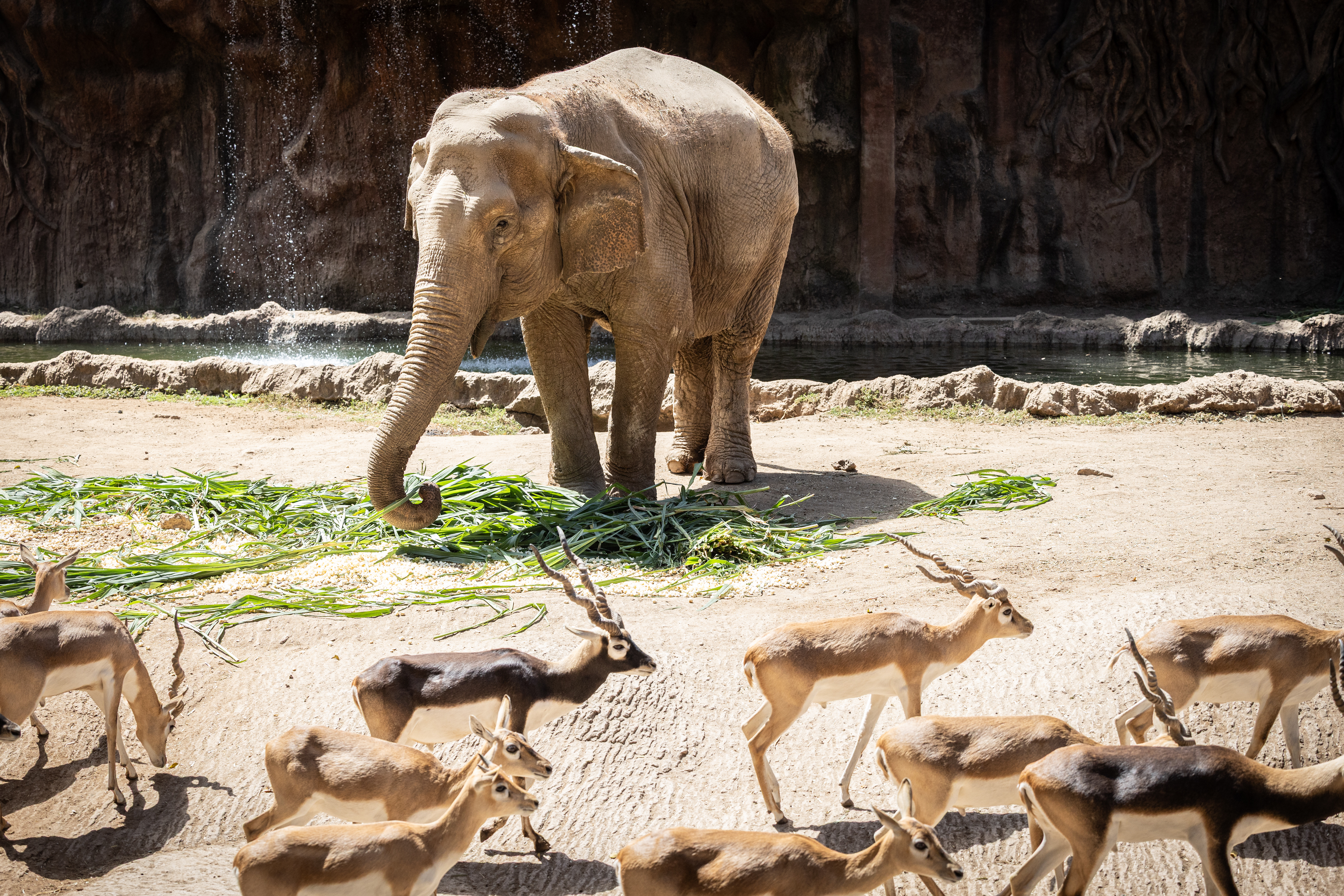 AME106. CIUDAD DE GUATEMALA (GUATEMALA), 14/02/2025.- La elefanta asíatica Trompita celebra su cumpleaños 64 este viernes, en el zoológico La Aurora en Ciudad de Guatemala (Guatemala). Trompita fue festejada con una dieta especial, un pastel de sandías, manzanas, poporopos y con la presencia de decenas de visitantes. EFE/ David Toro