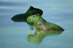 Capybaras (Hydrochoerus hydrochaeris) are covered in bright green slime due to cyanobacteria in the waters of the Salto Grande lake, an artificial body of water made by the hydroelectric dam on the Uruguay River, near Concordia, Entre Rios, Argentina on February 13, 2025. (Photo by JUAN MABROMATA / AFP)