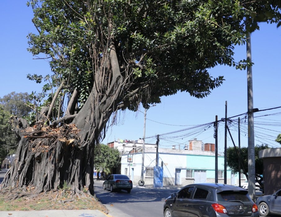 Sombras y rituales de una bruja: las leyendas que rodean “El Árbol de los Lamentos”