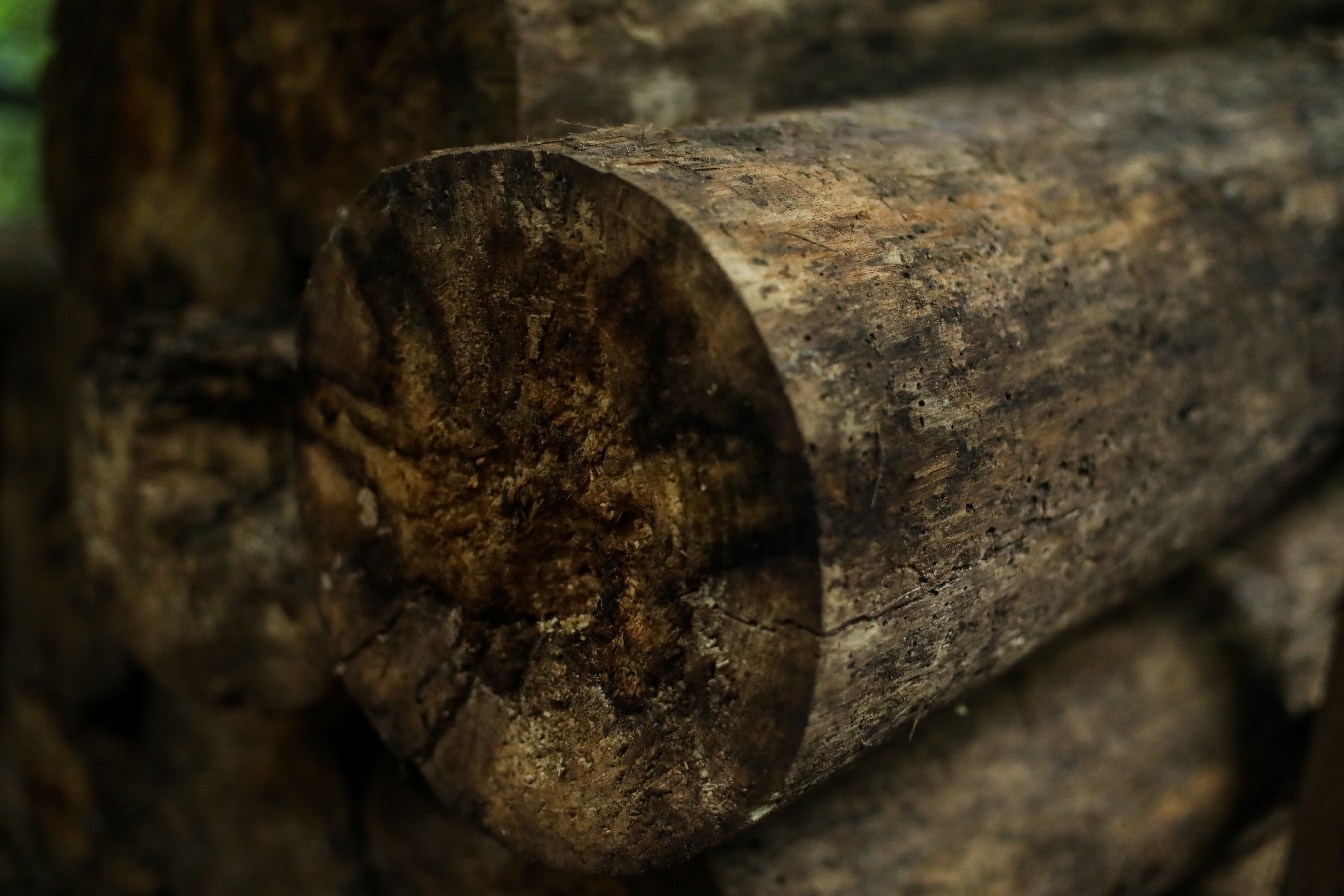 Estos nidos artificiales, son troncos ya en proceso de descomposición del árbol conocido como Batz. Se apartan y se ponen a secar naturalmente durante un año para luego ser colocados en árboles dentro del parque, para que en ellos, la pareja de aves próximos a germinar, establezcan su nido para los pichones. (Foto Prensa Libre: Juan Diego González)