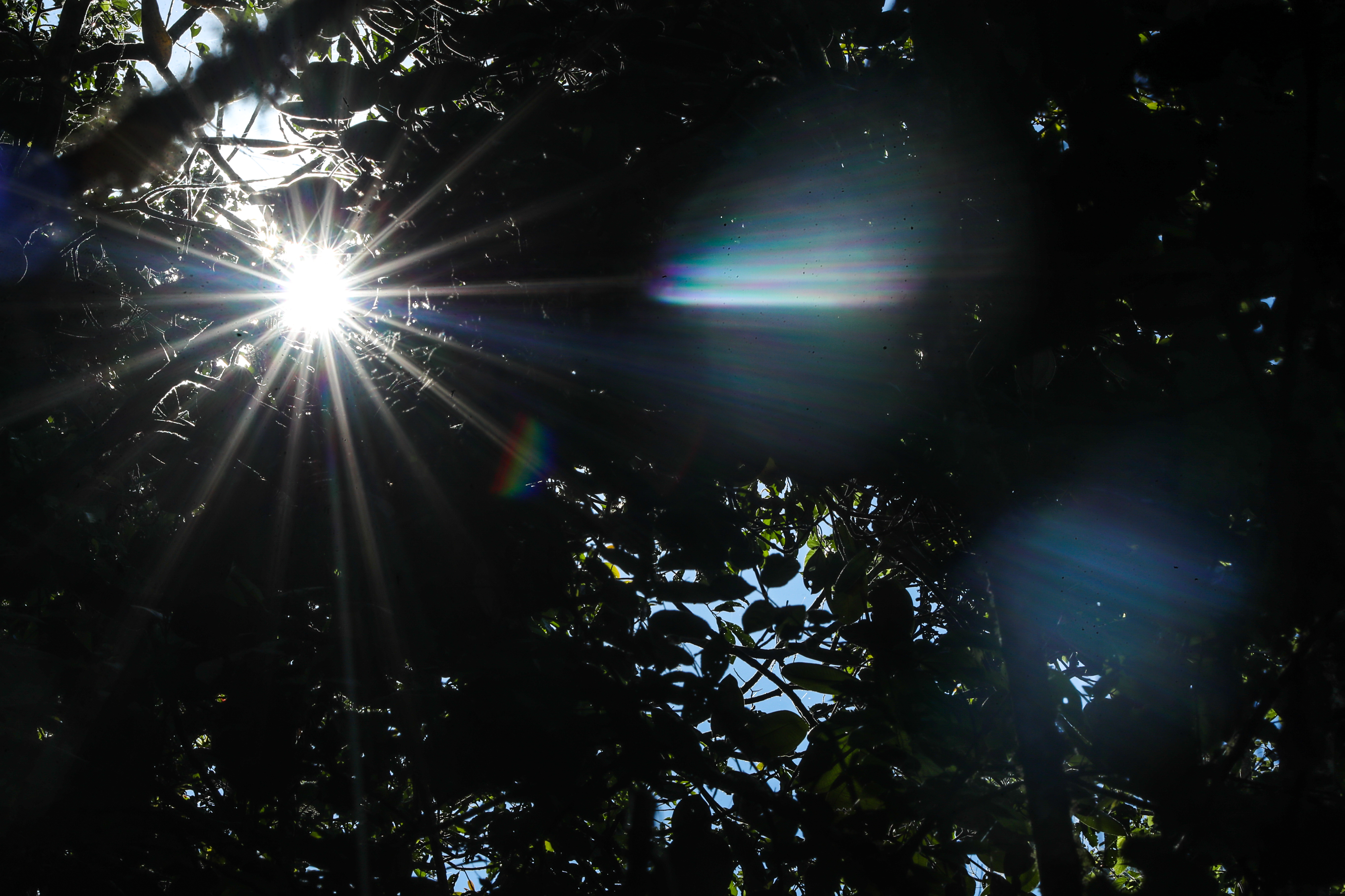 Las primeras horas de la mañana, entre las 6.00 y las 8.00 horas, y en la tarde, entre las 16.00 y 18.00 horas son las ideales para observar al ave nacional. (Foto Prensa Libre: Juan Diego González)