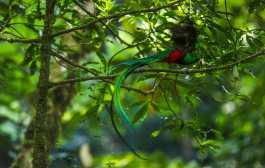 REFUGIO DEL QUETZAL, SAN RAFAEL PIE DE LA CUESTA. Se visit el rea protegida Parque Regional Municipal Refugio del Quetzal que se encuentra en el municipio de San Rafael Pie de la Cuesta del departamento de San Marcos. La visita era para documentar el proyecto de conservacin que tiene para el quetzal, ave smbolo del pas, el proyecto trata de la instalacin de nidos artificiales en el bosque nuboso para que el quetzal anide en ellos. En la imagen, quetzal macho.

Juan Diego Gonzlez, 210225