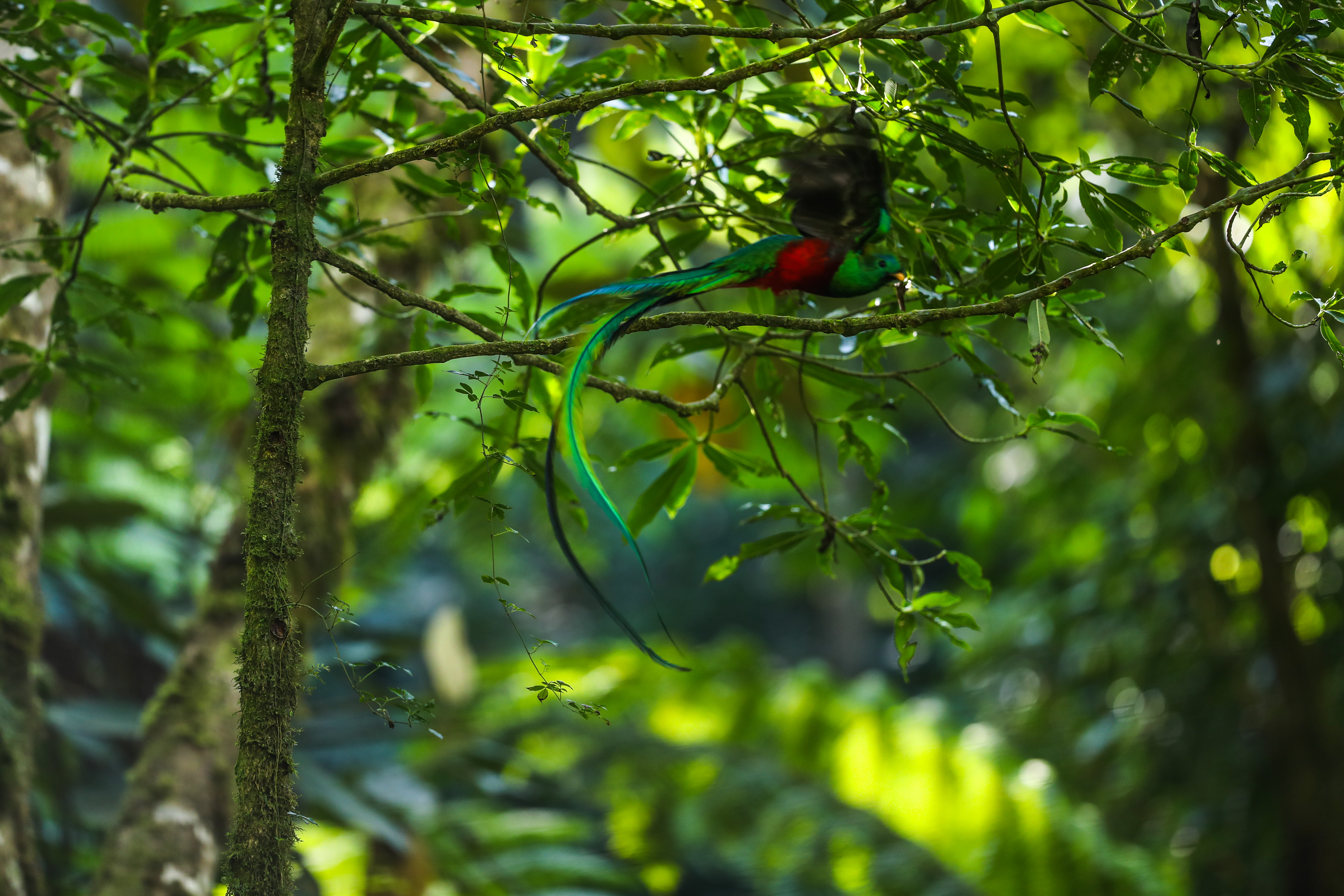 El proyecto de conservación ha logrado buenos resultados. Hace un poco más de 5 años, en el área, se tenían registradas entre 15 a 20 parejas, ahora, se registran entre 35 a 40 parejas. Cada año se colocan entre 40 y 50 nidos artificiales, esperando a que su mayoría sean utilizados. (Foto Prensa Libre: Juan Diego González)