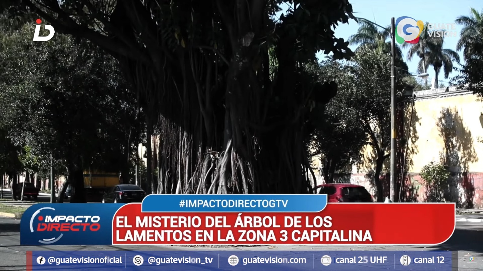 The well -known regret tree will be removed from the place due to the risk it represents, since it is falling apart, according to the Municipality of Guatemala. (Free press photo: direct impact)