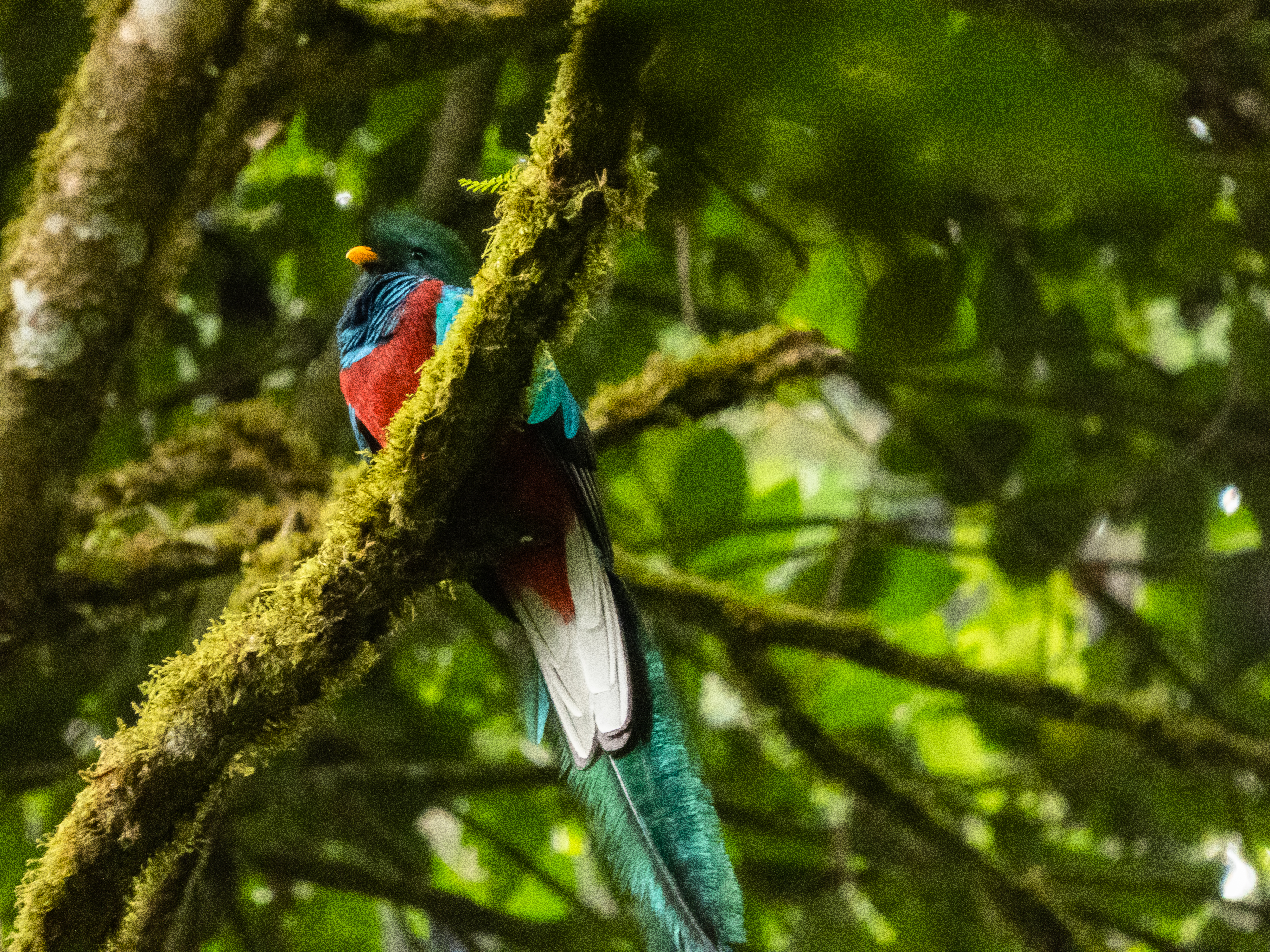 El Quetzal es el ave nacional del país decretada desde 1871. Pertenece a la especie "Trogonidae" que en griego significa "mordisquear", pues éstas especies para realizar sus nidos cavan agujeros en árboles. Su cabeza es levemente crestada y el macho es quien posee las plumas cobertoras más largas que su cola (hasta 61 centímetros) y por ello, tiende a confundir y decir que la "cola" del quetzal es elongada, cuando realmente es su plumaje. (Foto Prensa Libre: Juan Diego González)'