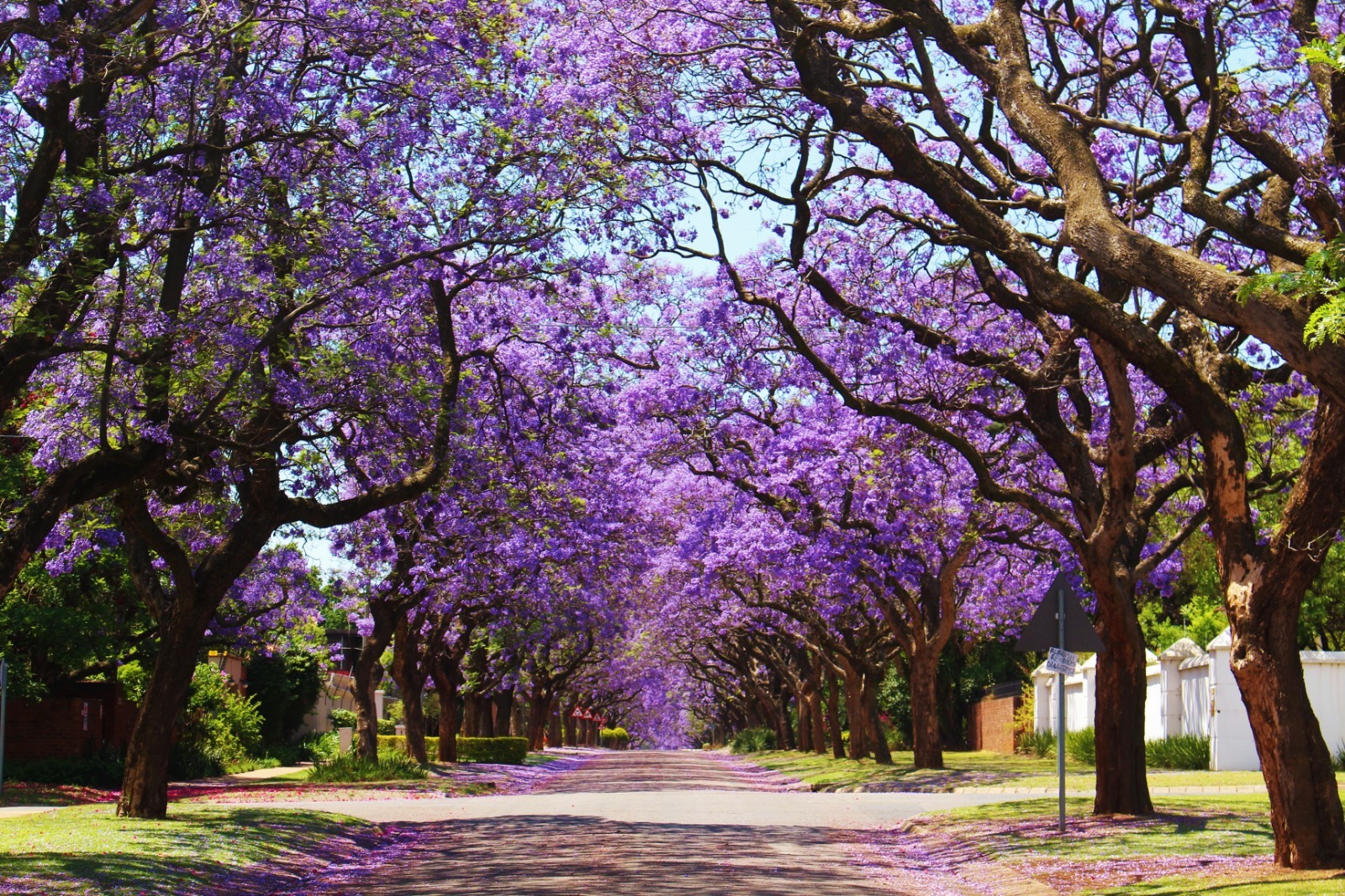 Semana Santa 2025: qué son las jacarandas y por qué florecen en esta época