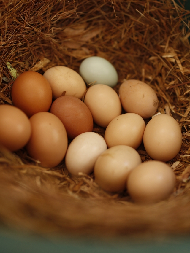 Agroecología en El Salvador: El éxito de un proyecto liderado por mujeres