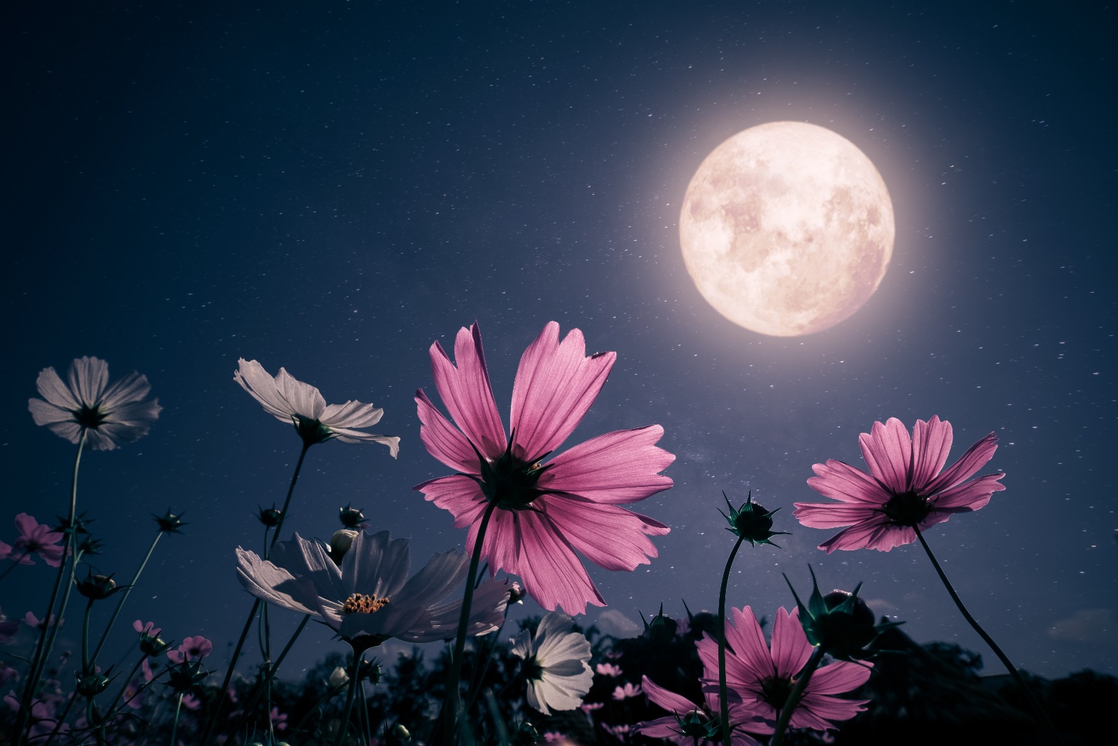 ¿Cuándo hay luna llena en abril de 2025 y por qué se le conoce como “luna rosa”?