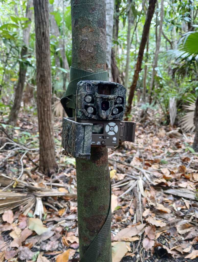 Ejemplo de una cámara trampa que se utiliza en la reserva de Dizlam de Bravo, Yucatán, México.