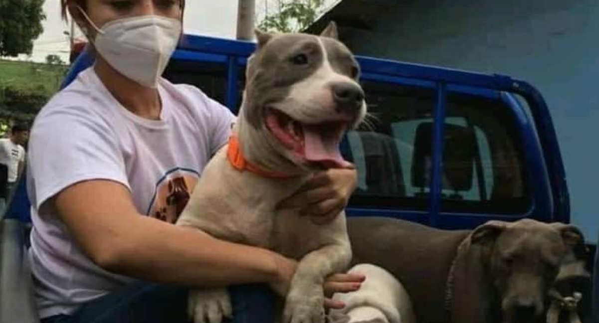 Aumentan denuncias por maltrato animal y desde el 2017 se han recaudado Q432 mil por penalizaciones