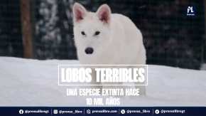 El aullido de los lobos terribles volvió a escucharse después de diez mil años de extinción 🐺. Rómulo, Remo y Khaleesi son los tres cachorros que aseguran haber "resucitado" mediante ingeniería genética, según la empresa biotecnológica Colossal Biosciences. Conozca cómo usaron ADN de fósiles para devolver a este legendario depredador. ¿Es ciencia o es ciencia ficción? 🤯 El debate está abierto… pero el aullido ya volvió.