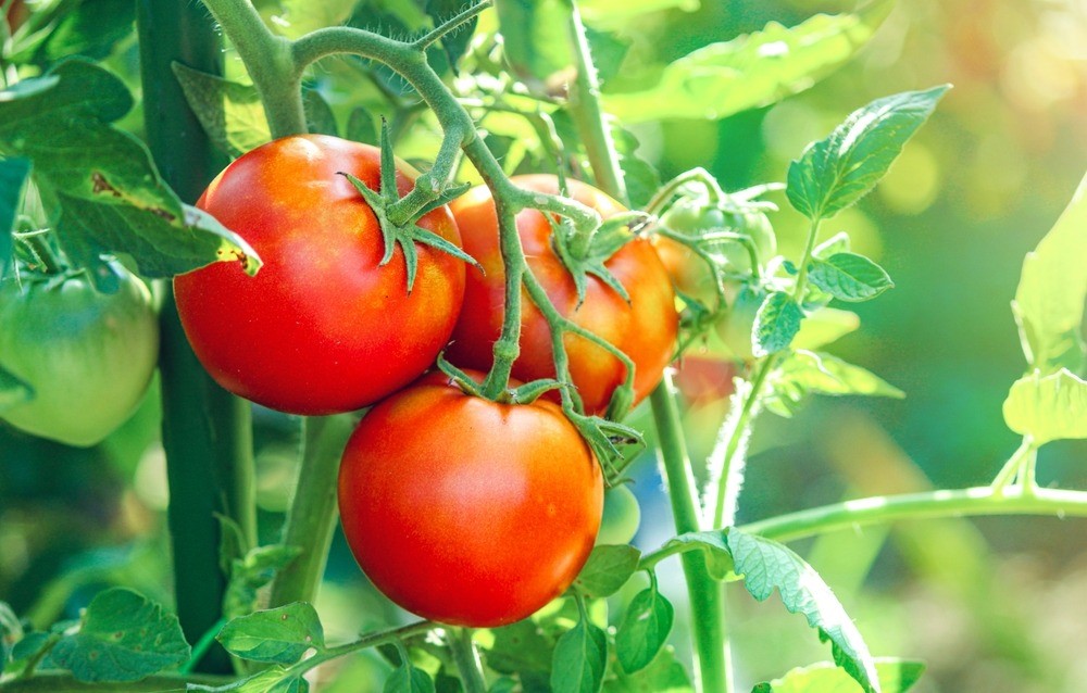 ¿Podrá Guatemala aprovechar el nuevo arancel al tomate mexicano para conquistar el mercado estadounidense?