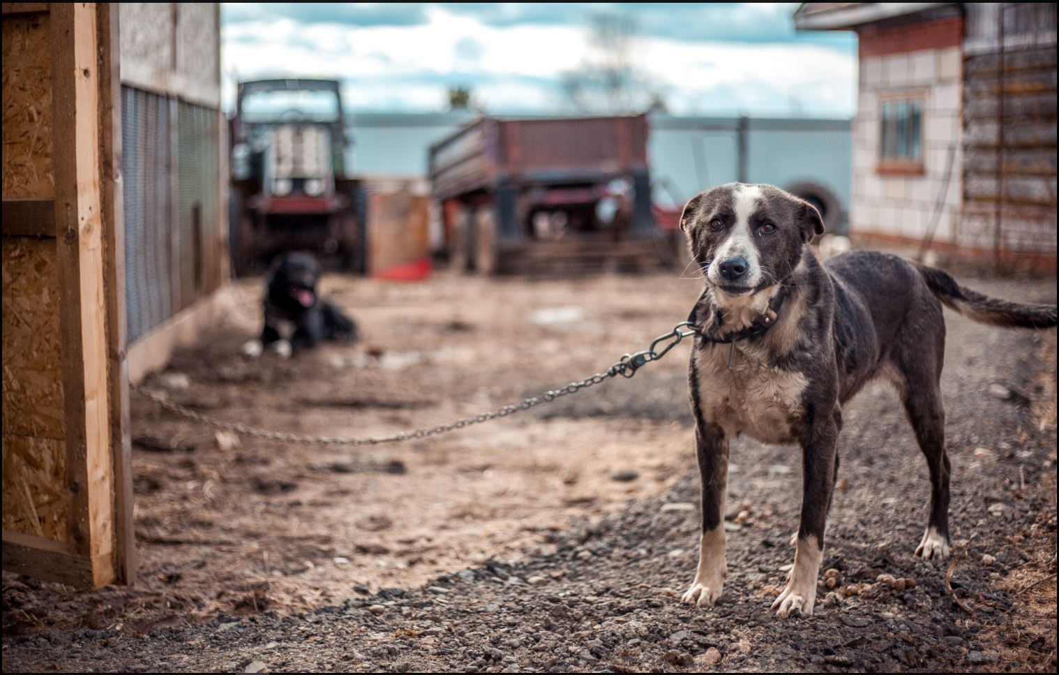 Crueldad animal: ¿cuáles son sus causas y cómo prevenirla?