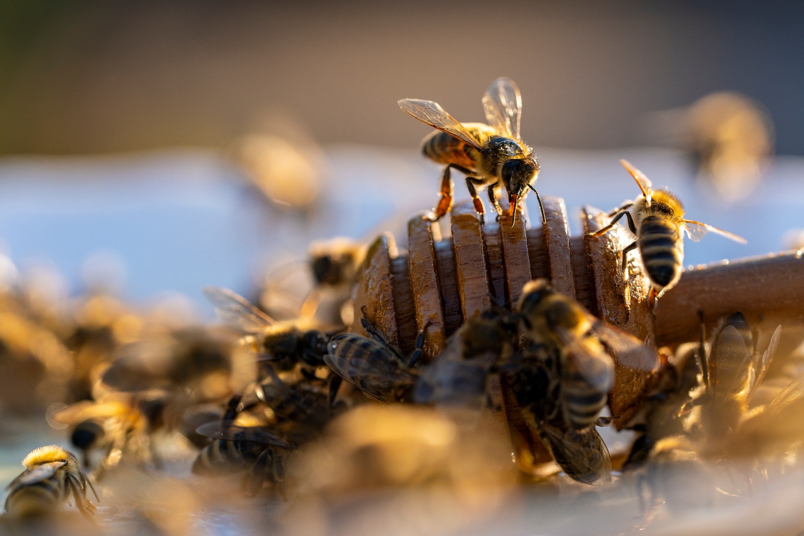 Celebración del Día Mundial de las Abejas