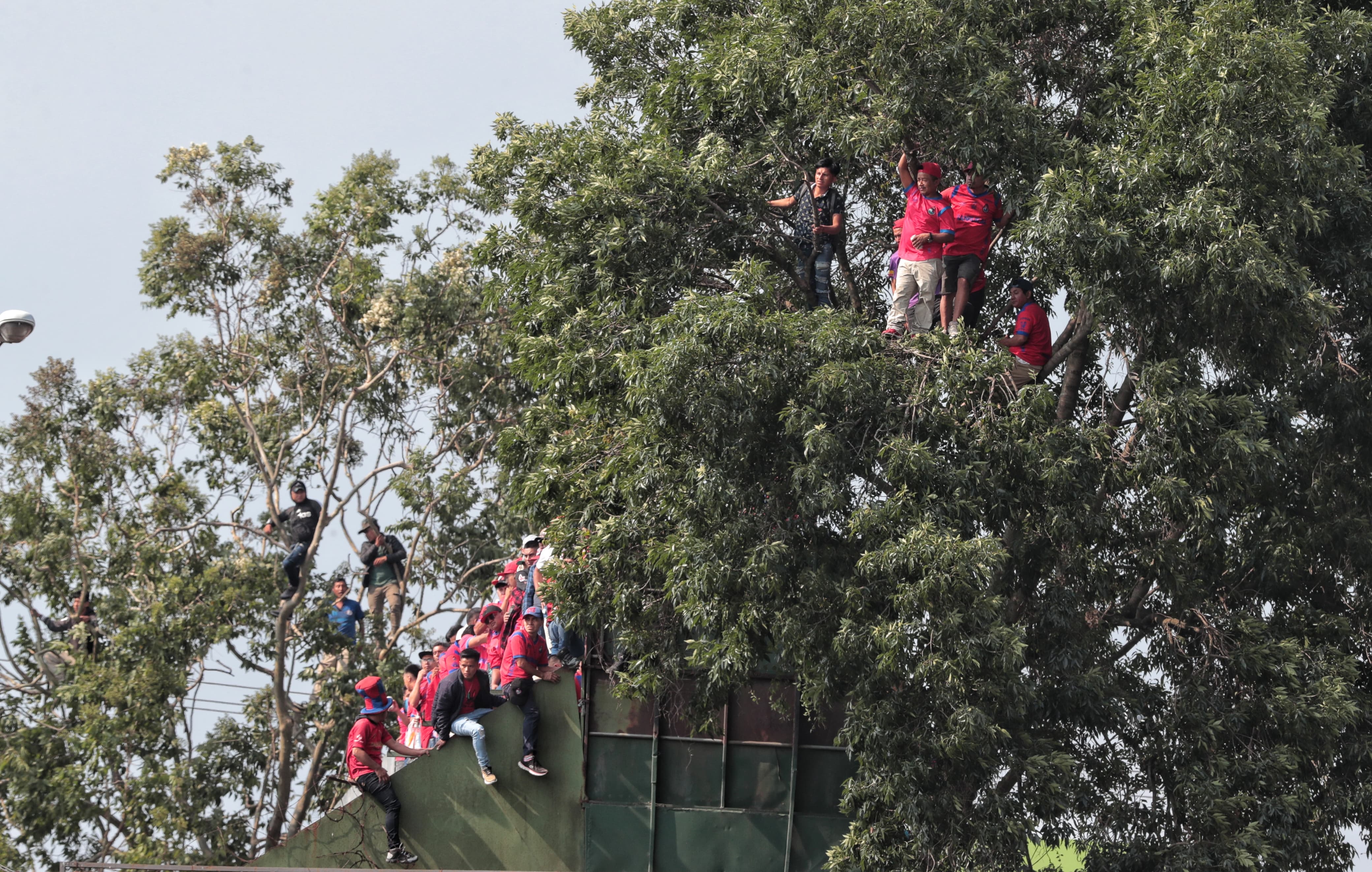 Aficionados de Municipal trepan e los árboles cercanos al Felipe Carrera, para ver la final entre su equipo y Antigua GFC. (Foto Prensa LIbre: Esbin García)'