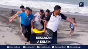 Rescatan a Delfin