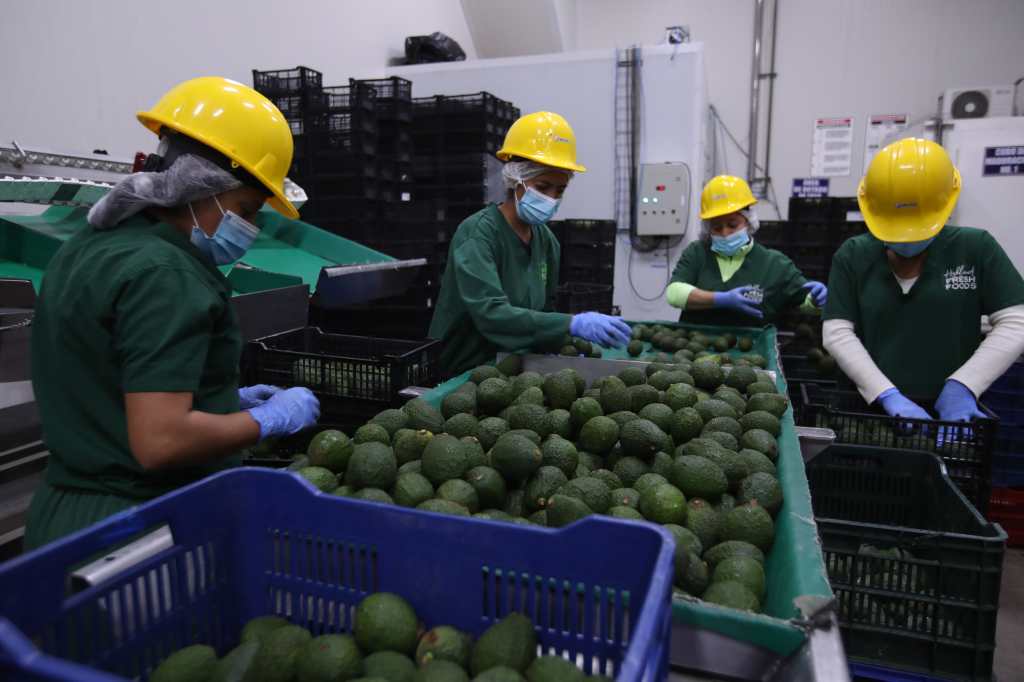 trabajadores ordenan aguacates en la planta procesadora y empacadora en Sumpango