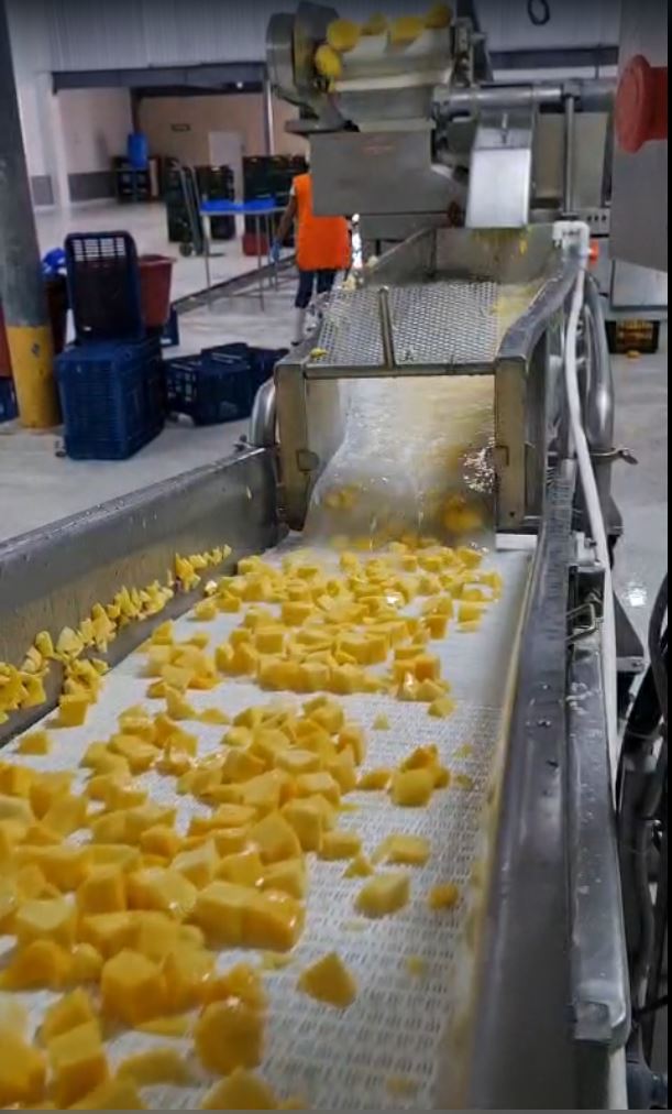 trabajadores en procesadora, empacadora y exportadora mango en trozos y pulpa en Champerico, Retalhuleu