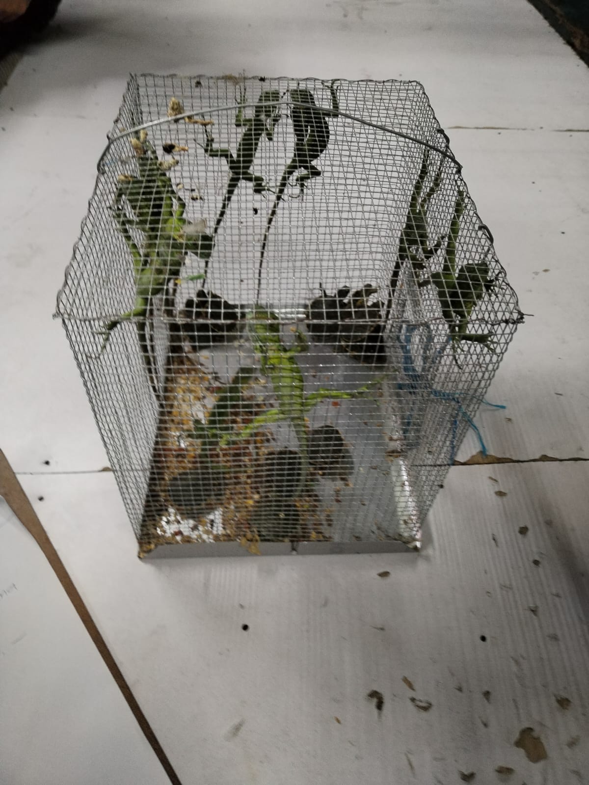 Durante el allanamiento, se localizaron diez iguanas adentro de una jaula. Las autoridades refieren que esta práctica incurre en maltrato animal. (Foto Prensa Libre:  Oscar Mijangos)