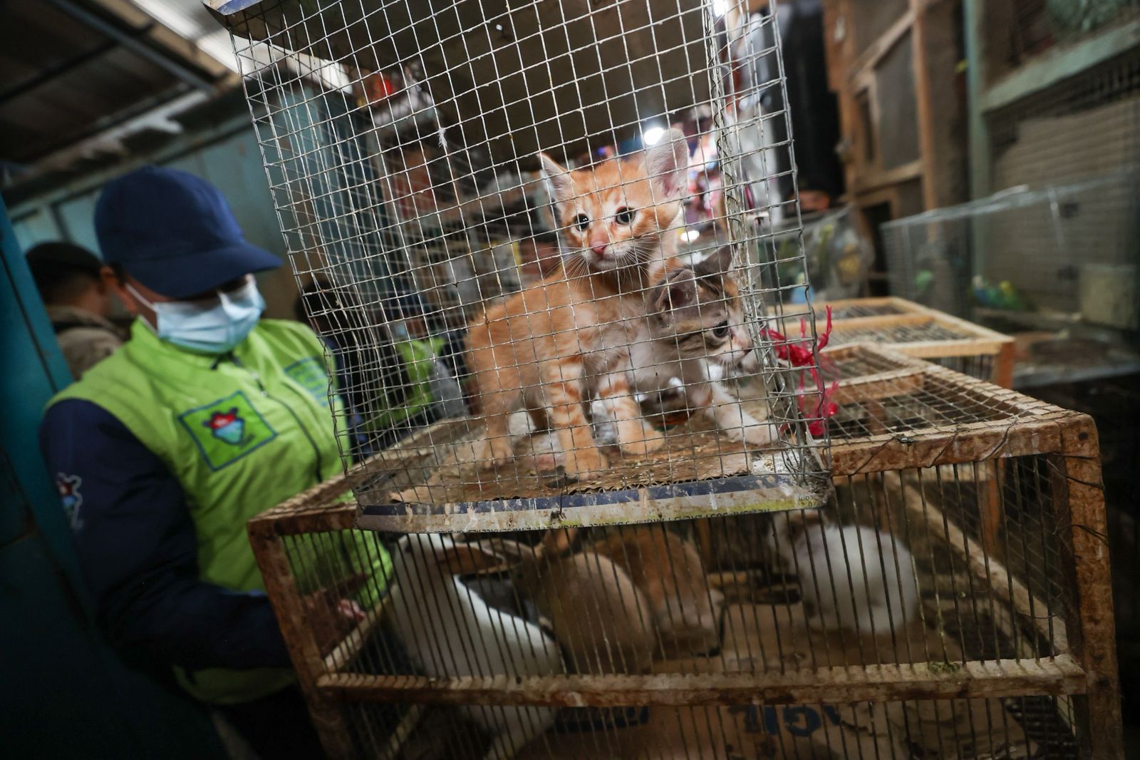 Además de animales silvestres, también se encontró animales domésticos, los cuales eran puestos a la venta en el mercado El Guarda, zona 11 capitalina. (Foto Prensa Libre: Municipalidad de Guatemala) 