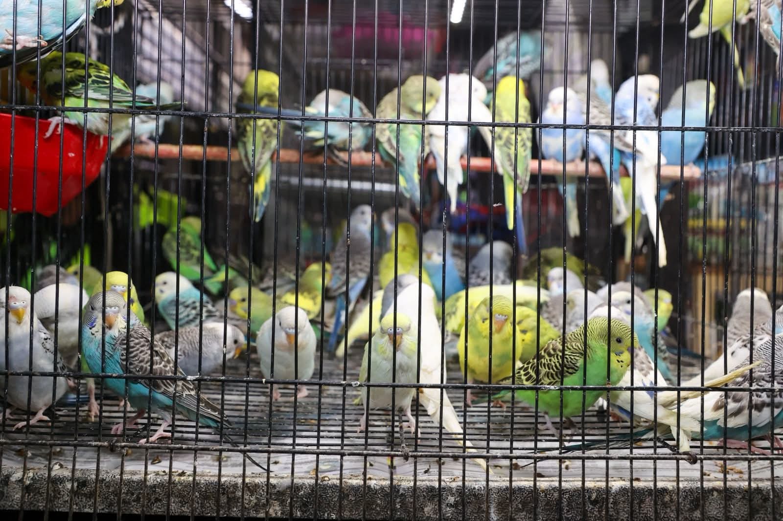 La compra y venta de especies silvestres, fomenta la cultura de maltrato animal, las especies son sometidas a tratos inadecuados, sin alimentación. (Foto Prensa Libre: Municipalidad de Guatemala)