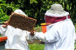 GNSD, MIEL. Para el programa Guatemala no se detiene se prepar un reportaje con todo que tenga que ver con la miel, su produccin, costos, almacenamiento, preparacin y comercializacin. Para ello, se visit la Reserva Natural Los Tarrales ubicada en Patulul, Suchitepquez. En la imagen, un grupo de colmenas de la Reserva Natuaral. Y un colaborador de la finca, roca humo para tranquilizar a las abejas mientras se saca uno de los marcos con miel y cera.

Juan Diego Gonzlez.  170625