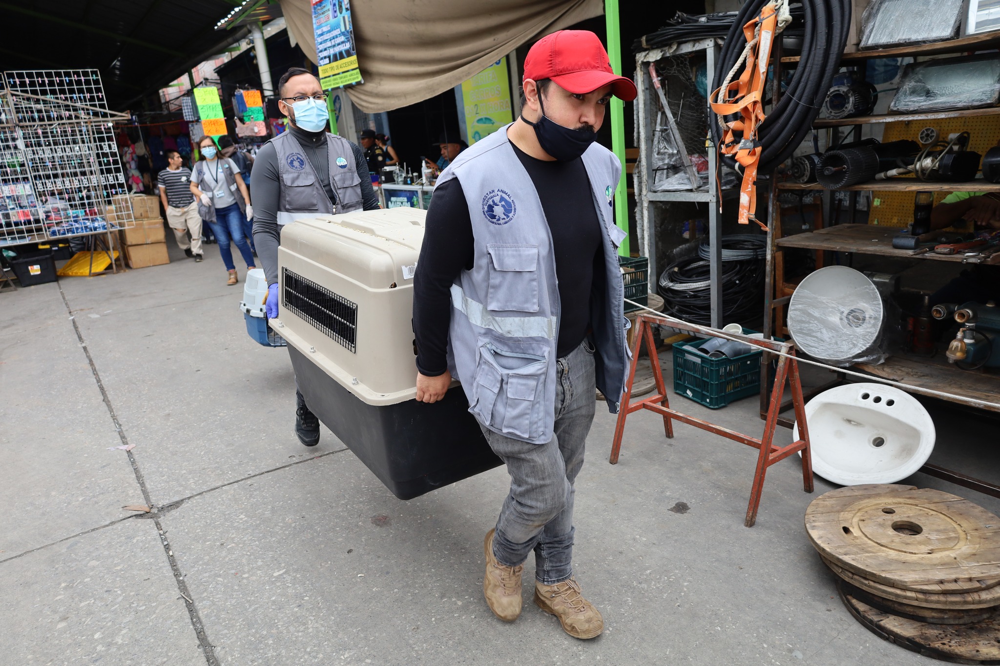 El operativo contó con la participación de elementos del Ministerio de Ganadería y Alimentación (MAGA). Quienes rescataron especies que sufrían maltrato. 
(Foto Prensa Libre: MAGA)