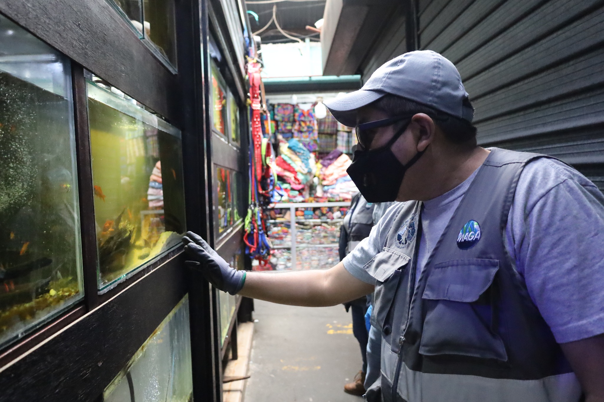 Personal del Ministerio de  Agricultura Ganadería y Alimentación, realiza un inspección ocular a las especies encontradas durante el allanamiento.
(Foto Prensa Libre: MAGA)
