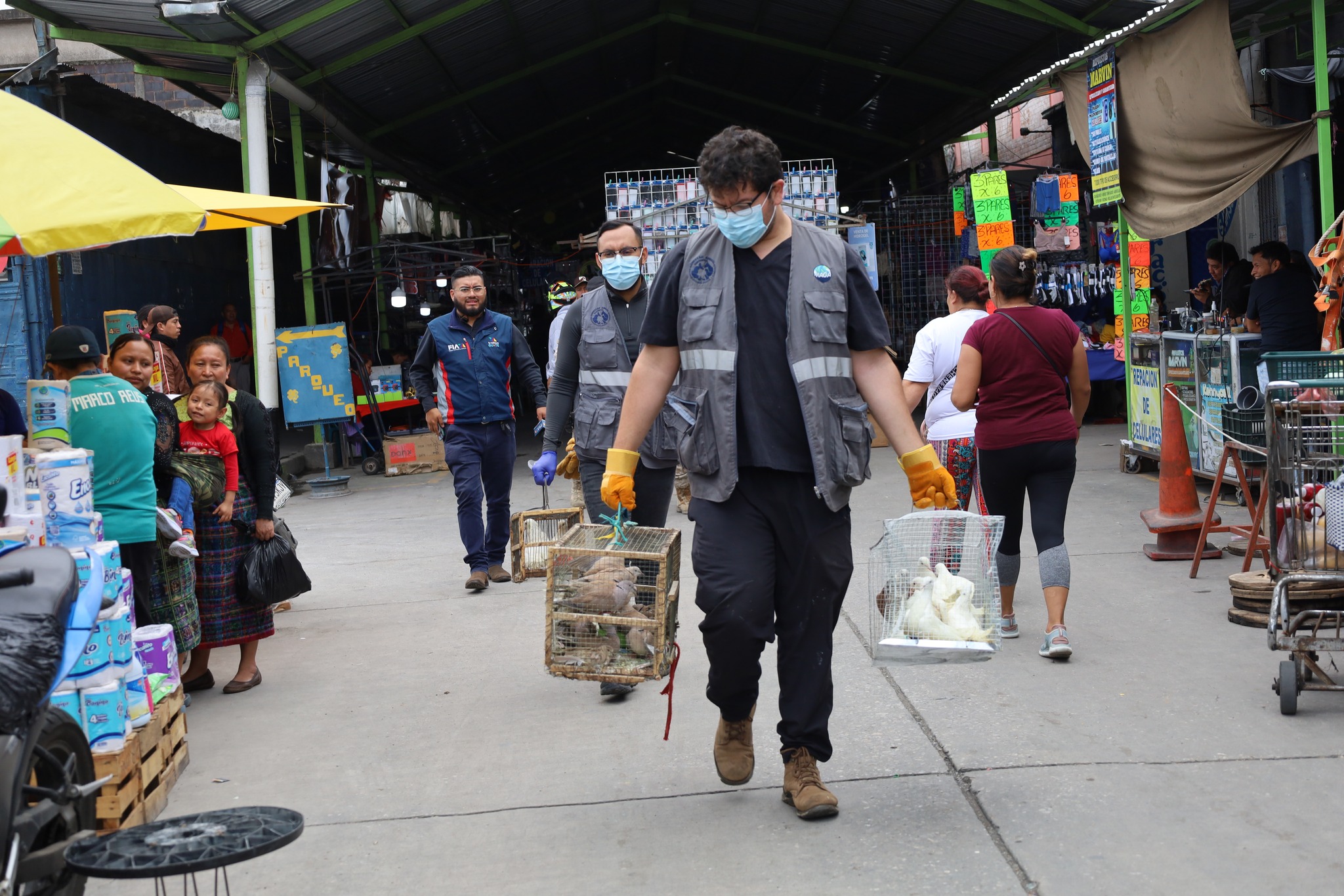 Las especies rescatadas son puestas a disposición de la Dirección Regional Metropolitana del Consejo Nacional de Áreas Protegidas (Conap), para su evaluación y traslado a centros de refugio, luego serán devueltos a su hábitat natural. (Foto Prensa Libre: MAGA)