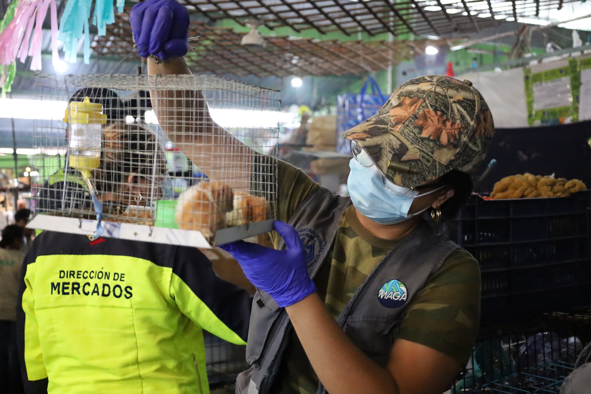 Algunas especies fueron localizadas en bodegas por el personal de bienestar animal. Los animales serán enviados a evaluación para luego ser devueltos a su hábitat natural. (Foto Prensa Libre: MAGA)