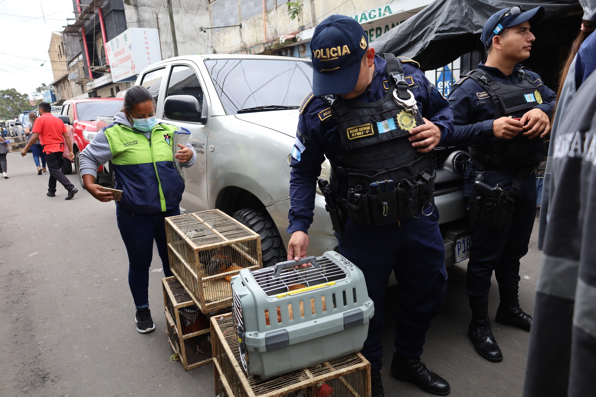 Las autoridades enfatizan que, la tenencia y extracción de especies silvestres, incurre en actos de ilegalidad. (Foto Prensa Libre: MAGA)