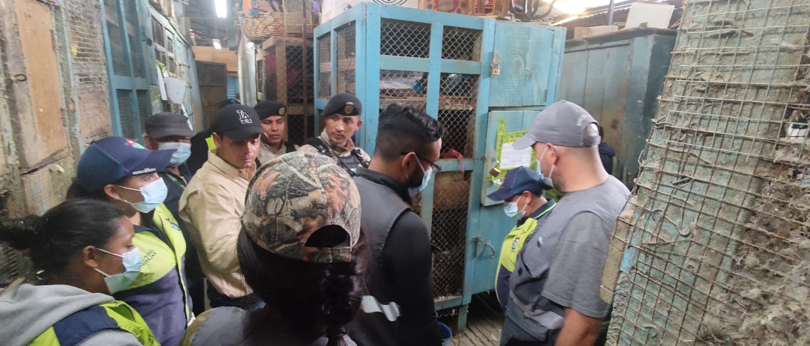 Las autoridades buscan erradicar  las ventas ilegales de animales exóticos. Según los rescatistas, esta práctica representa un peligro eminente en el desequilibrio ambiental. (Foto Prensa Libre: Oscar Mijangos)