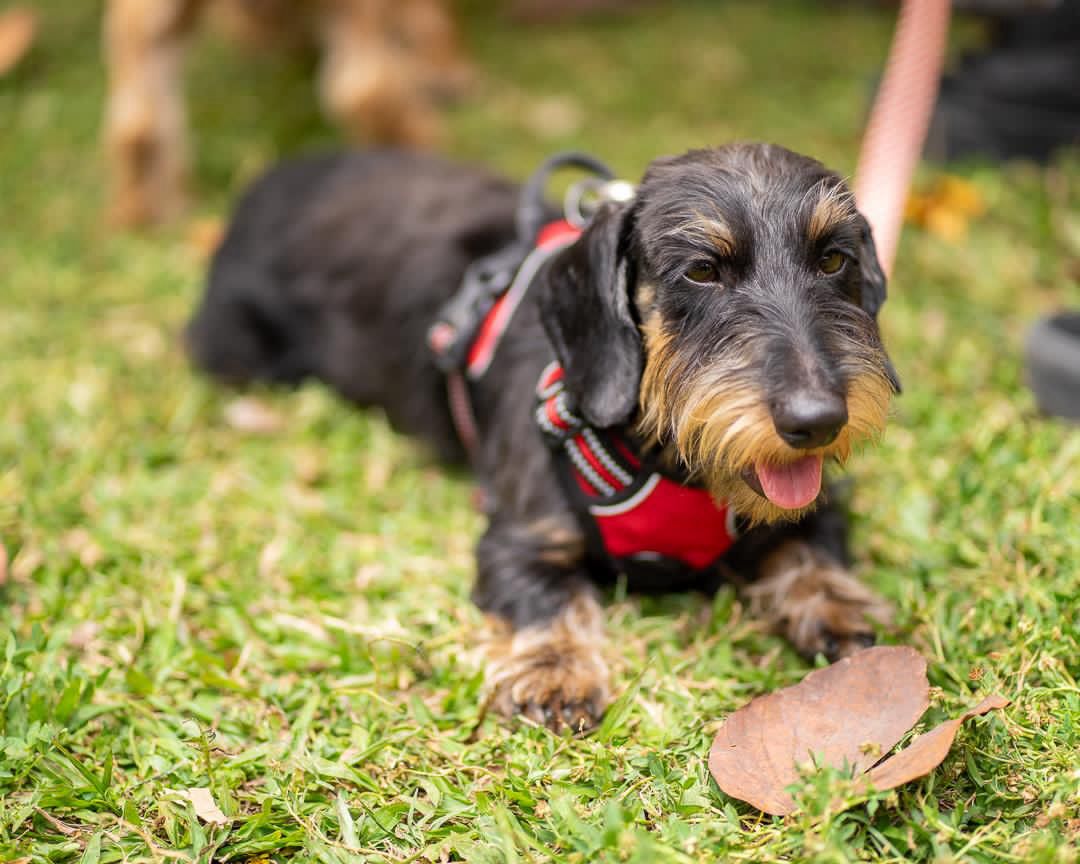 Perros salchicha: amistosos y versátiles