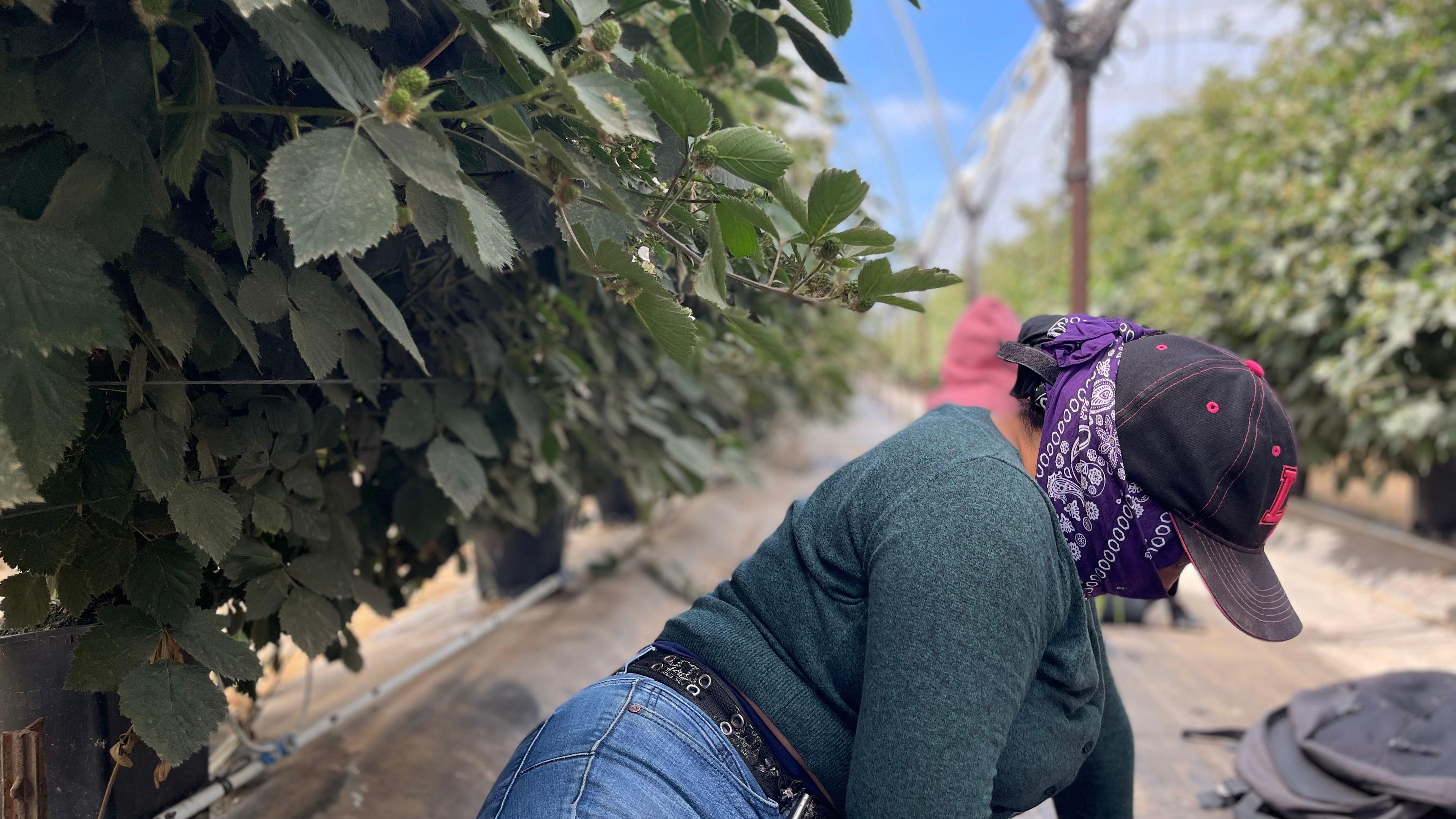 Dos trabajadoras agrícolas migrantes se esconden entre hileras de moreras en Oxnard, California.