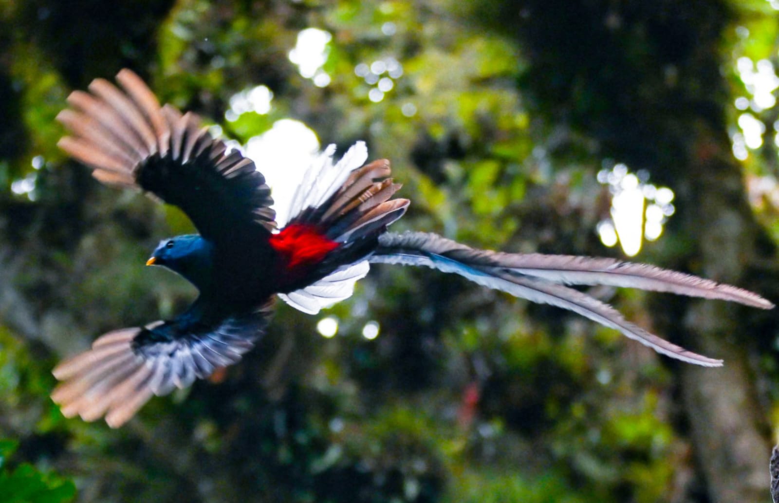 Temporada de anidamiento en la Sierra de las Minas: estos son los detalles sobre el avistamiento del quetzal en la zona