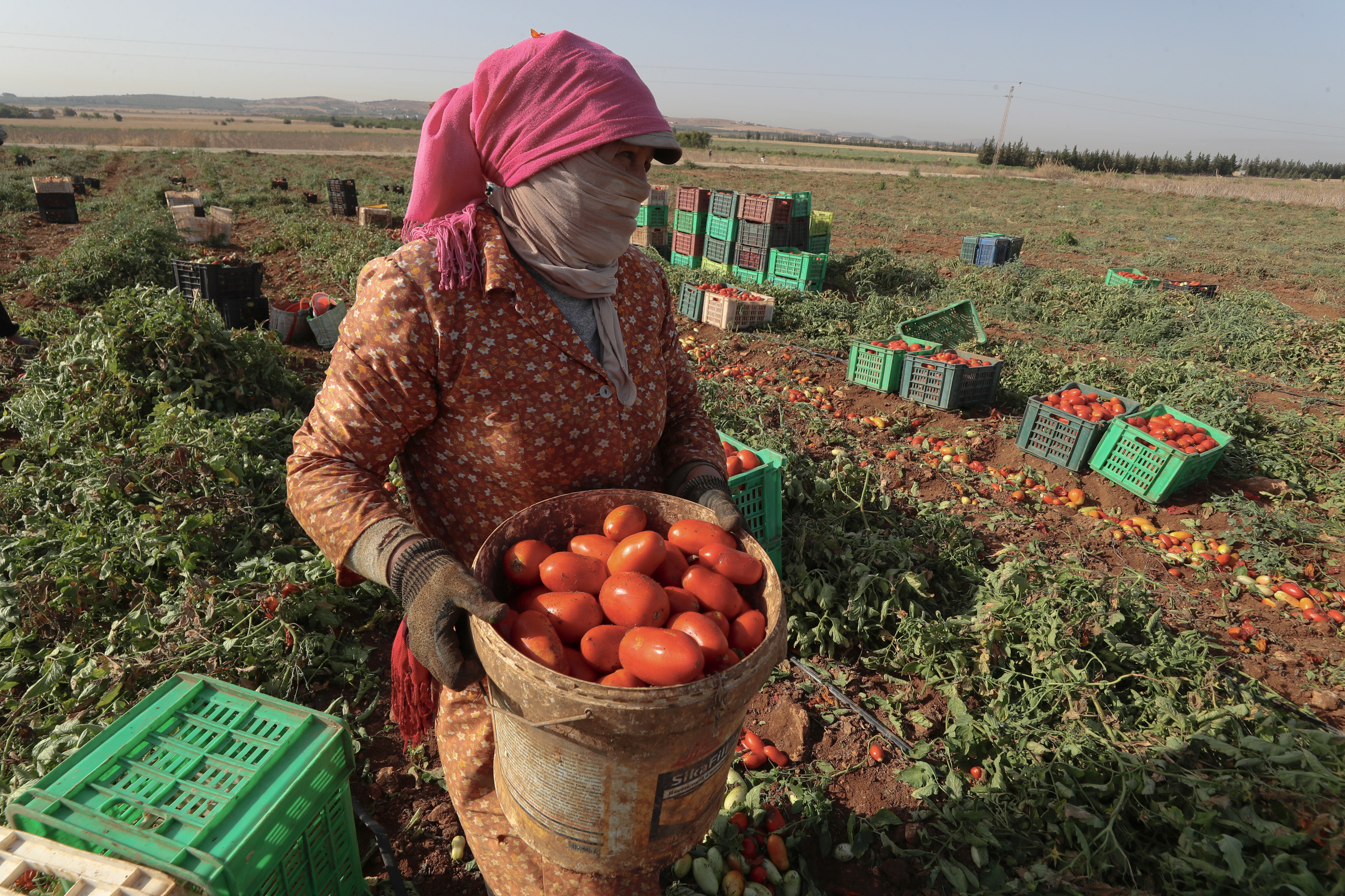 Según las autoridades, España demanda trabajadores guatemaltecos, principalmente para la cosecha de frutas, mediante el Programa de Trabajo Temporal en el Extranjero. (Foto Prensa Libre: EFE)