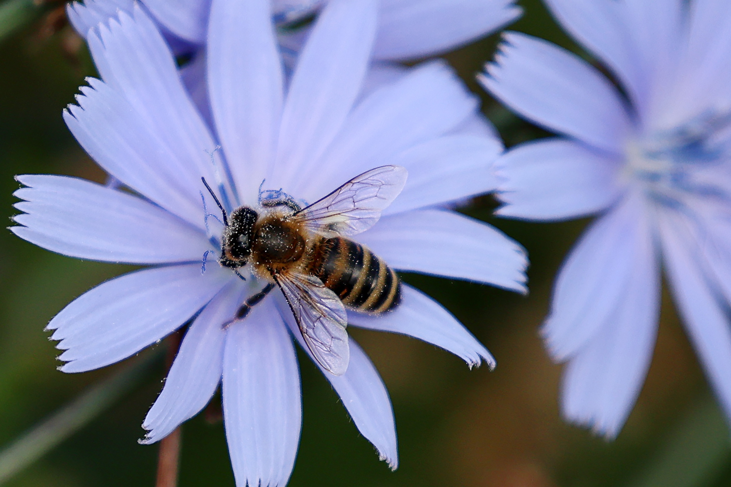 El miércoles 20 de mayo se celebra el Día Mundial de las Abejas. En el Jardín Botánico y el Museo de Historia Natural se tendrá una actividad el domino 17 de mayo. (Foto Prensa Libre: EFE)